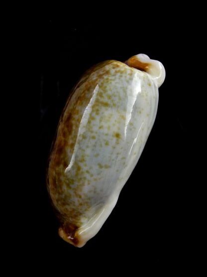 Erronea cylindrica lenella N&R 31,7 mm Gem-17683