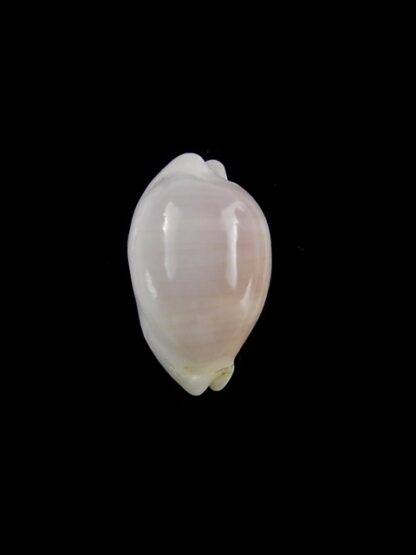 Palmadusta clandestina candida N&R 15,7 mm Gem-18350