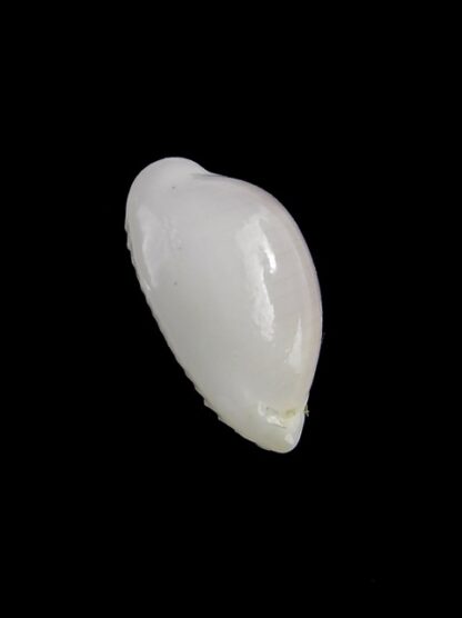 Palmadusta clandestina candida N&R 15,7 mm Gem-18349