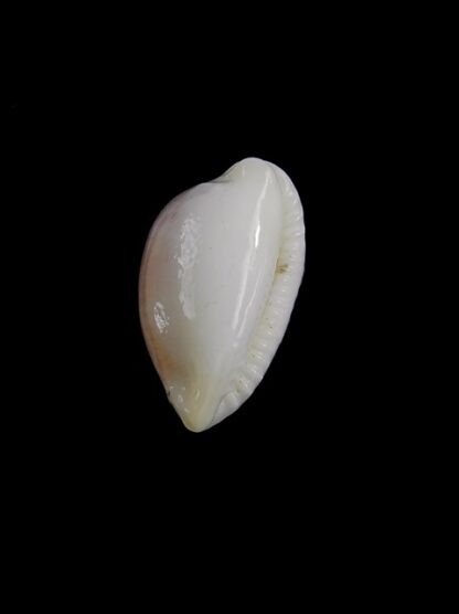 Palmadusta clandestina candida N&R 15,7 mm Gem-18351