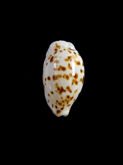 Cypraea punctata niger et rostrée 13,1 mm Gem-18360