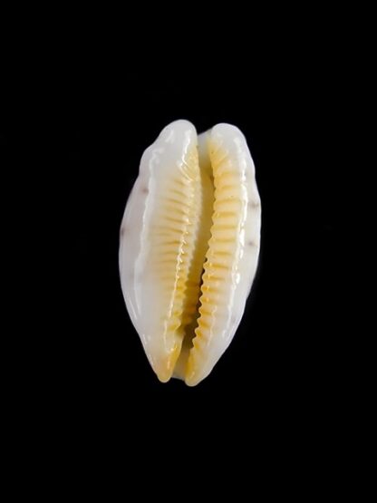 Cypraea punctata niger et rostrée 13,1 mm Gem-18357