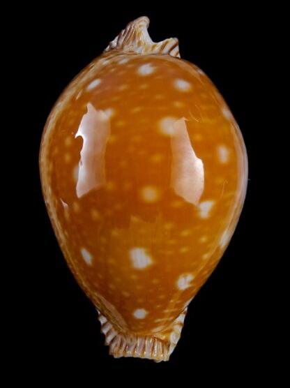 Perisserosa guttata azumai 69,1 mm Gem-18074