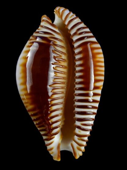 Perisserosa guttata azumai 69,1 mm Gem-18073