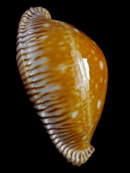 Perisserosa guttata azumai 69,1 mm Gem-18075