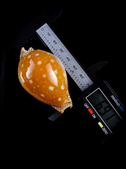Perisserosa guttata azumai 69,1 mm Gem-0