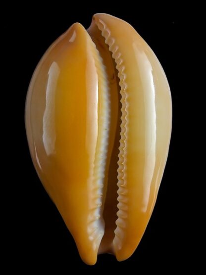 Austrasiatica langfordi moretonensis 65,7 mm Gem-18208