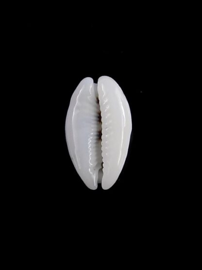 Palmadusta asellus asellus N&R 15,7 mm F+++/Gem-18340