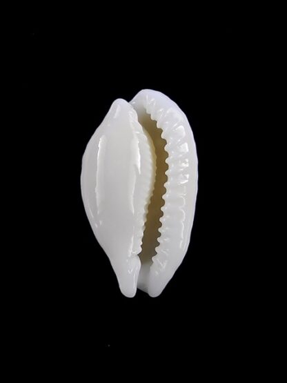 Cribrarula cribraria zadela N&R 22,5 mm Gem-18279