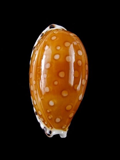 Cribrarula cumingii cleopatra " Geant " 26.05 mm Gem-17072