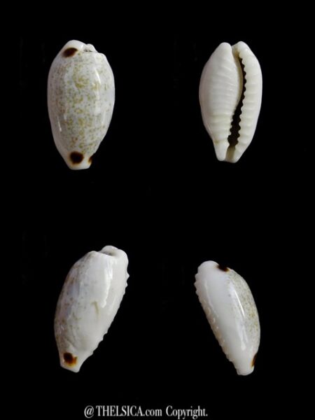 Cypraea quadrimaculata f. thielei. ...VERY SMALL SIZE... 15,9 mm F+++/Gem-0