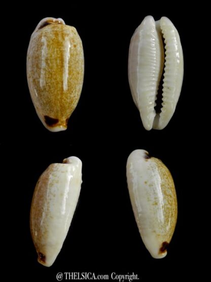 Eclogavena quadrimaculata thielei N&R 28,1 mm Gem-0