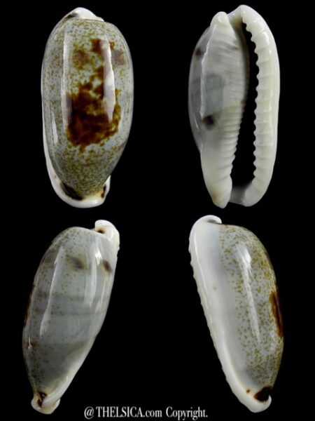 Erronea cilyndrica cylindrica ..Giant... 41,2 mm Gem-0