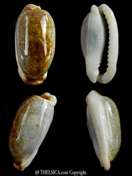 Erronea cylindrica lenella N&R 31,7 mm Gem-0