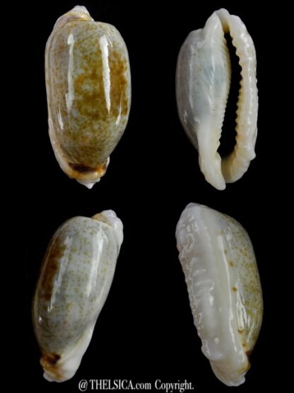 Erronea cylindrica lenella N&R 34,3 mm Gem-0