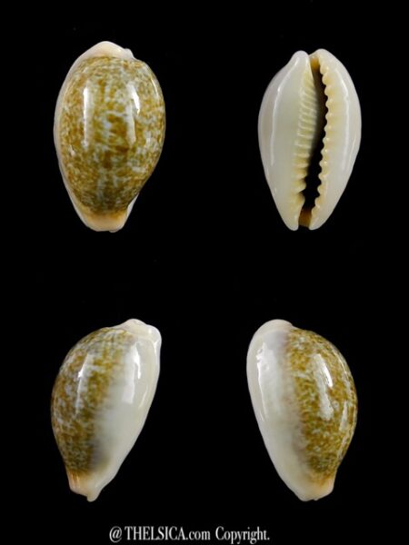 Erronea ovum erici 20,3 mm Gem-0