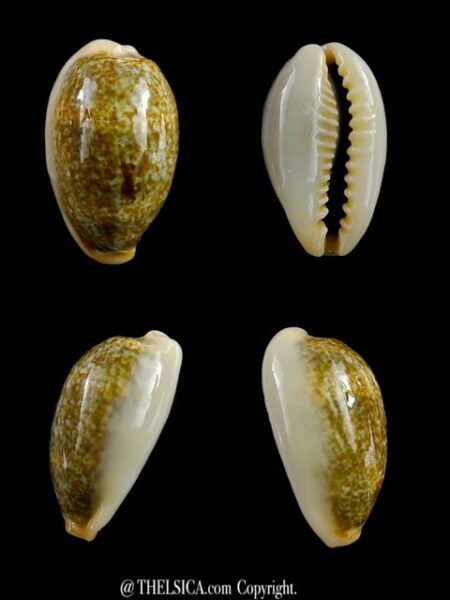 Erronea ovum erici 23,1 mm Gem-0