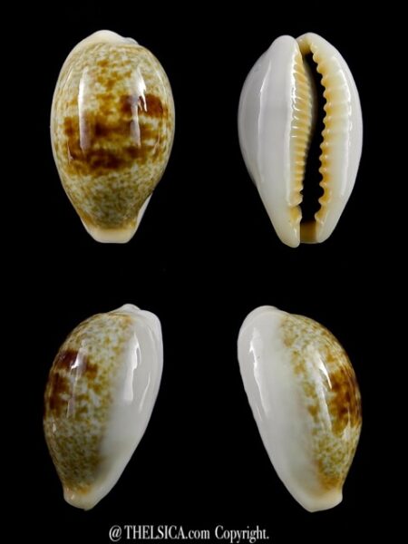 Erronea ovum erici 25,4 mm Gem-0