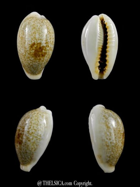 Erronea ovum erici 25,8 mm Gem-0