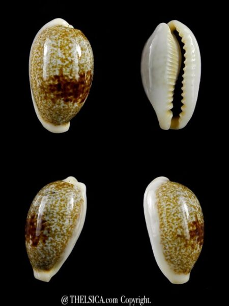 Erronea ovum erici 26,8 mm Gem-0