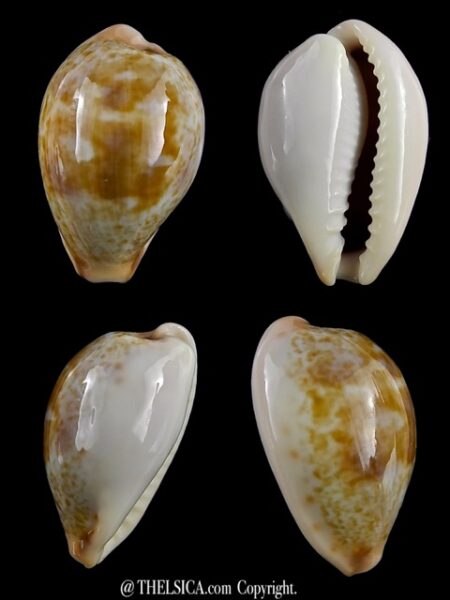 Erronea subviridis anceyi 23,3 mm Gem-0