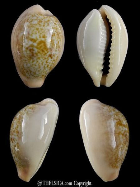 Erronea subviridis anceyi 23,9 mm Gem-0