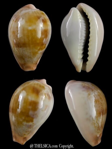 Erronea subviridis anceyi 28,2 mm Gem-0