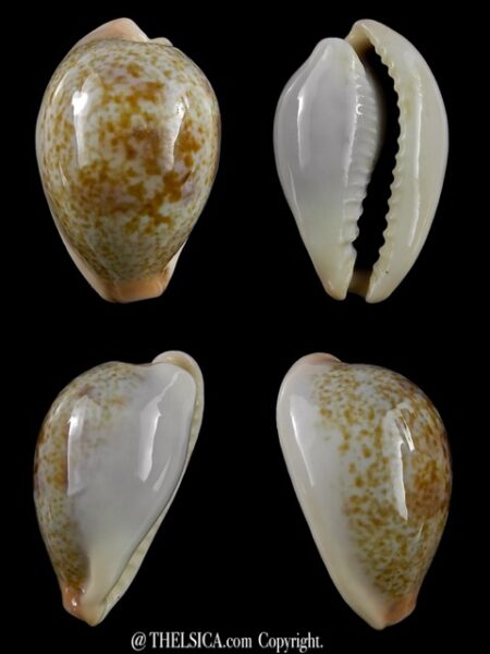 Erronea subviridis anceyi 28 mm Gem-0