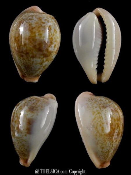 Erronea subviridis anceyi 29,2 mm Gem-0
