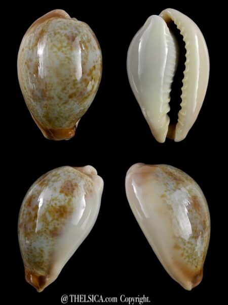 Erronea subviridis anceyi 30,2 mm Gem-0