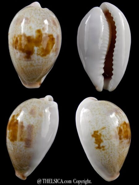 Cypraea subviridis dorsalis ..GIANT.....38,3 mm Gem-0