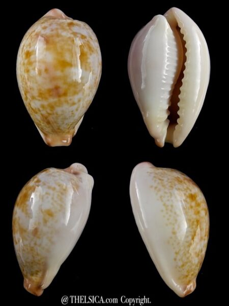 Erronea subviridis vaticina ..Deep water... 29,7 mm Gem-0