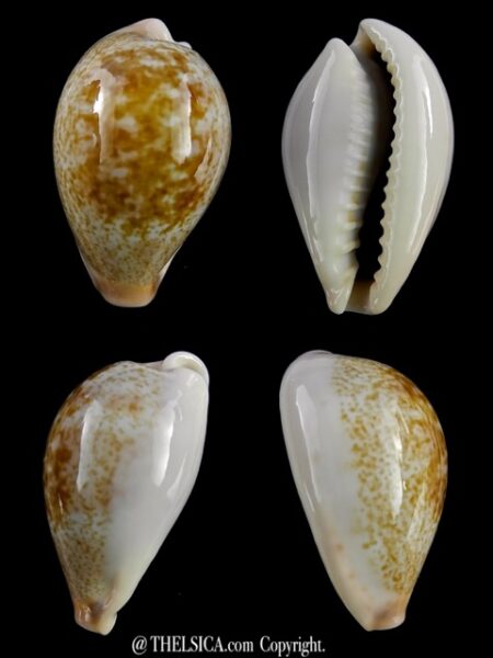 Erronea subviridis vaticina ..Deep water... 31,7 mm Gem-0