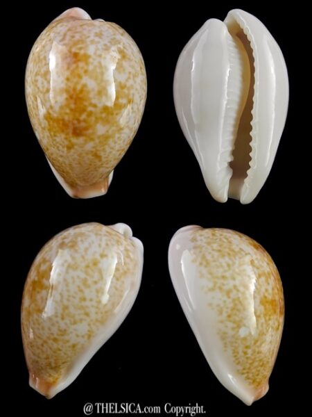 Erronea subviridis vaticina ..Deep water... 32,9 mm Gem-0