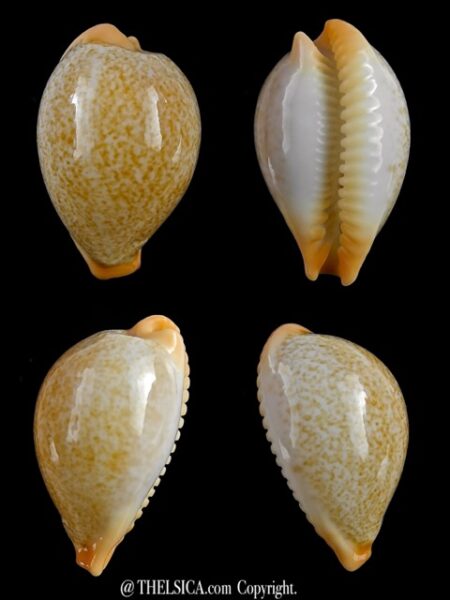 Ficadusta barclayi 25,1 mm Gem (-)-0