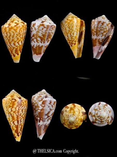 Floraconus klemae ..SPECIAL COLOUR.... 42,1 / 40,7 mm Gem-0