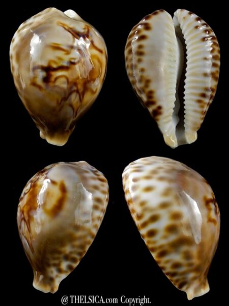 Afrozoila fultoni massieri...DWARF... 58,3 mm Gem-0