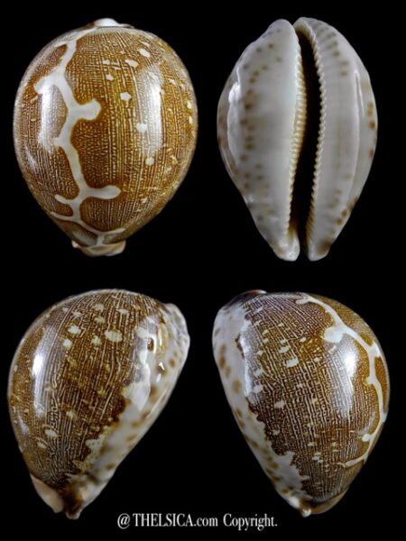 Leporicypraea mappa viridis eluceta 71,3 mm Gem-0