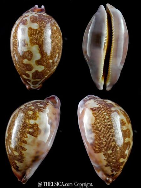 Leporicypraea mappa viridis montrouzieri rostree 80,6 mm Gem-0