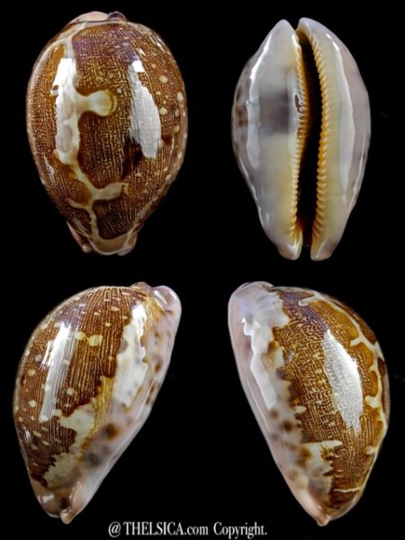 Leporicypraea mappa viridis montrouzieri 70,1 mm Gem-0