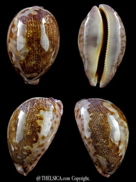 Leporicypraea mappa viridis montrouzieri 76,6 mm Gem-0
