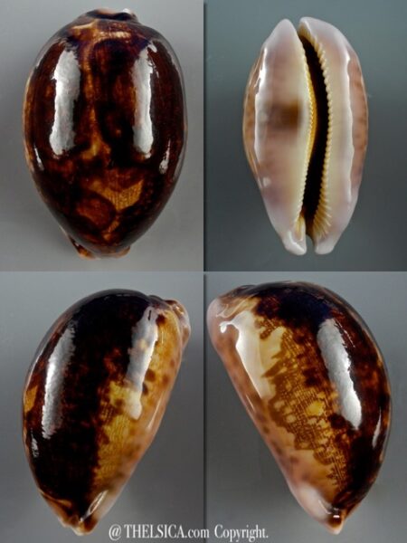 Leporicypraea mappa viridis montrouzieri N&R 76,6 mm Gem-0