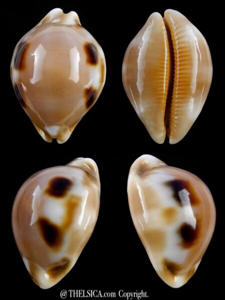 Luria tessellata 32,1 mm Gem-0