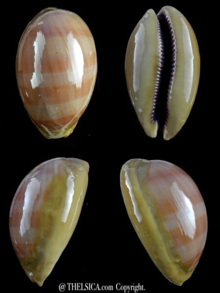 Lyncina leviathan 84,6 mm F+++/Gem-0