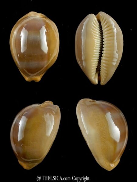Lyncina sulcidentata 42,4 mm Gem-0