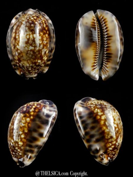 Mauritia maculifera hawaiiensis 48,7 mm Gem-0