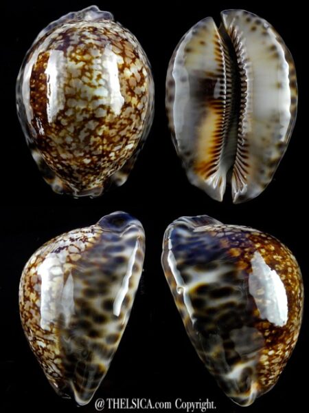 Mauritia maculifera hawaiiensis 74,2 mm Gem-0