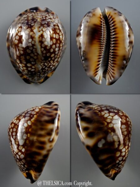 Mauritia maculifera martybealsi 58,7 mm Gem-0