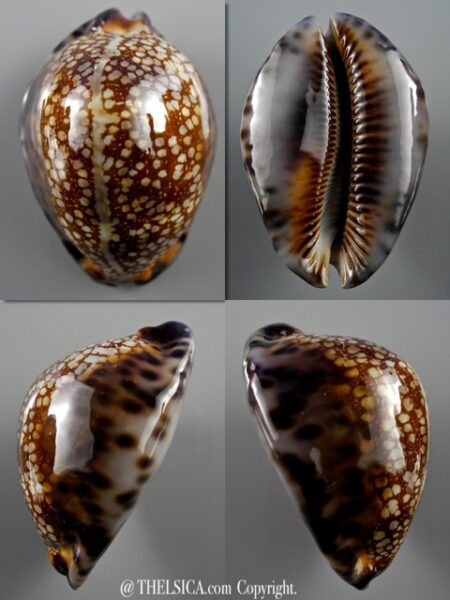 Mauritia maculifera martybealsi 61,1 mm Gem-0