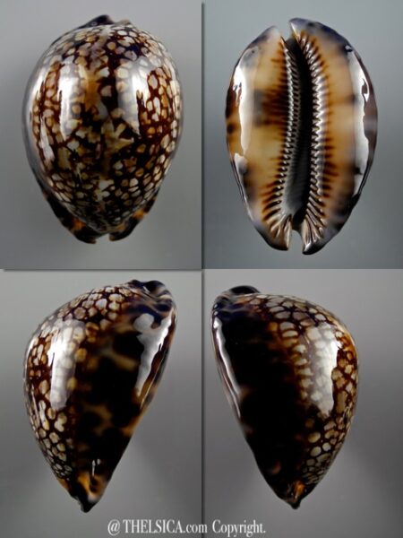 Mauritia maculifera martybealsi 69,4 mm Gem-0